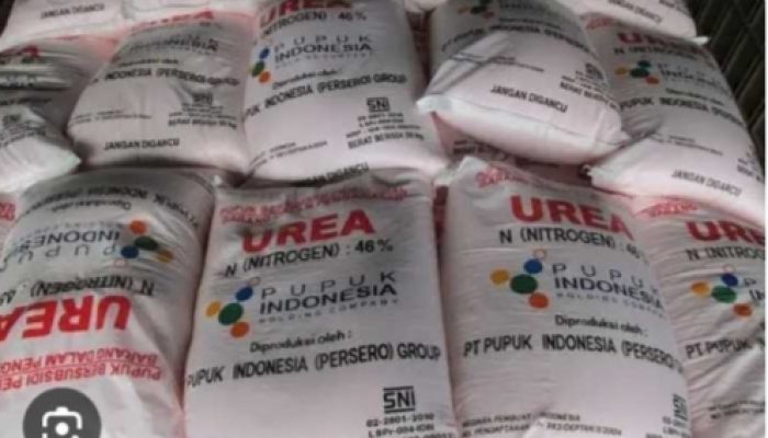 Mafia Pupuk Kian Merajalela Petani Merbau Mataram Menjerit, Gubernur Lampung Diminta Bertindak Tegas!